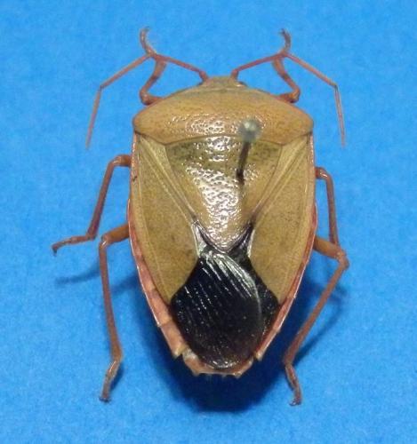 Edessa rufomarginata